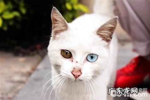 鸳鸯眼的猫怎么样?鸳鸯眼猫介绍