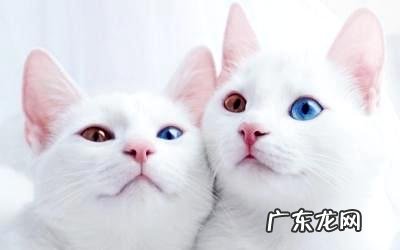 鸳鸯眼的猫怎么样?鸳鸯眼猫介绍