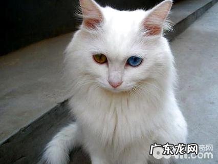 鸳鸯眼的猫怎么样?鸳鸯眼猫介绍