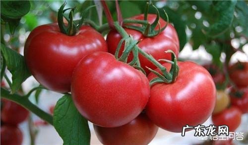 西红柿炒卷心菜的做法是什么?