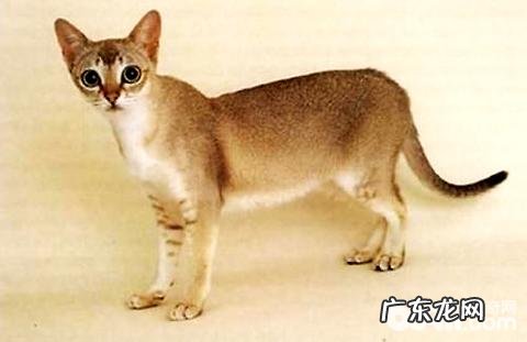新加坡猫多少钱一只?新加坡猫价格