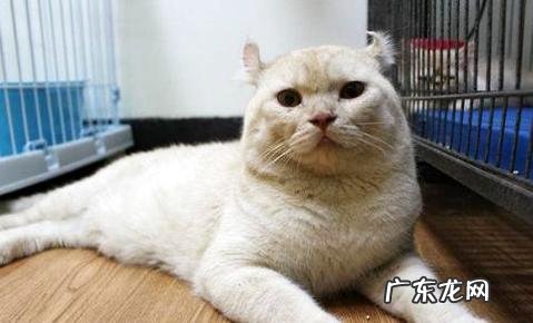 美国卷耳猫多少钱一只?美国卷耳猫价格