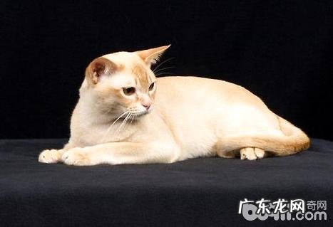 缅甸猫能长多大?缅甸猫介绍