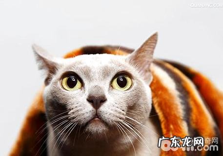 缅甸猫能长多大?缅甸猫介绍