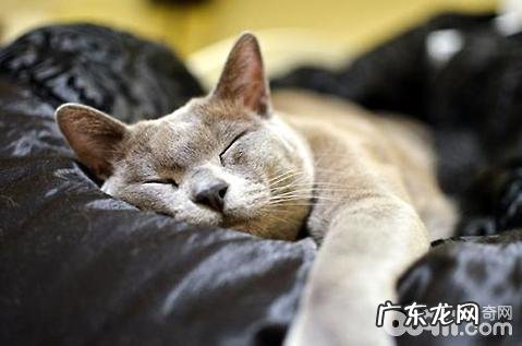 缅甸猫能长多大?缅甸猫介绍