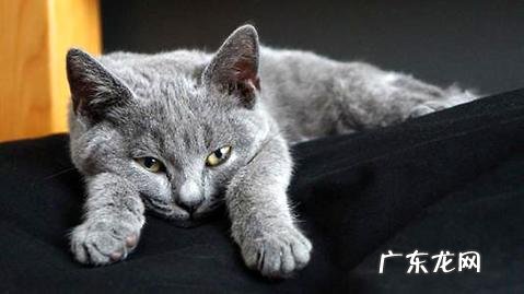 卡尔特猫多少钱一只?卡尔特猫价格