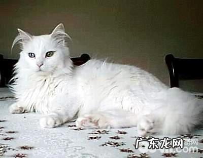 蒂凡尼猫多少钱?蒂凡尼猫价格盘点