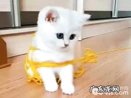 猫为什么爱玩毛线球?猫爱玩毛线球的原因有哪些?