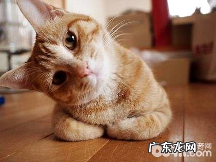猫狗歪头什么意思？猫狗歪头的原因有哪些？