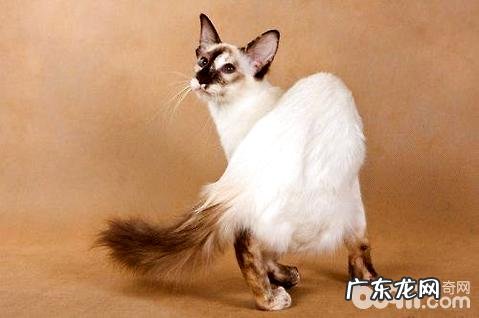 爪哇猫多少钱一只？爪哇猫价格