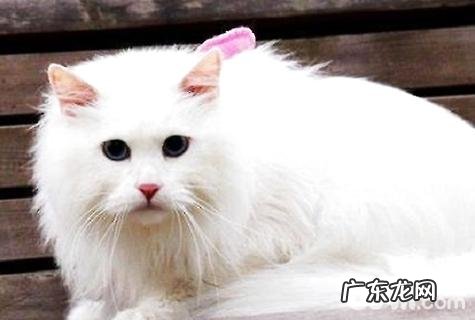 最大的猫是什么种类?大型猫种类介绍