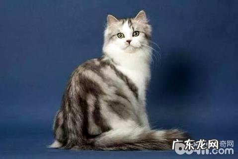 最大的猫是什么种类?大型猫种类介绍