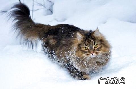 最大的猫是什么种类?大型猫种类介绍