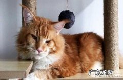 最大的猫是什么种类？大型猫种类介绍