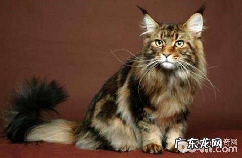 最大的猫是什么种类?大型猫种类介绍