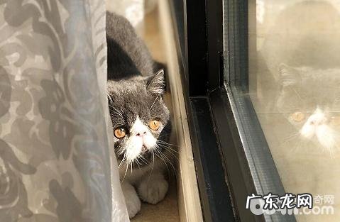 猫草和化毛膏哪个对猫咪更好?