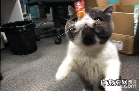 猫咪吐逆？吃东西不用化为哪般？