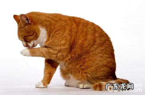 猫为什么爱舔毛?猫舔毛的原因有哪些?