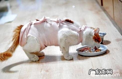 公猫闹猫的体现有哪些?公猫闹猫