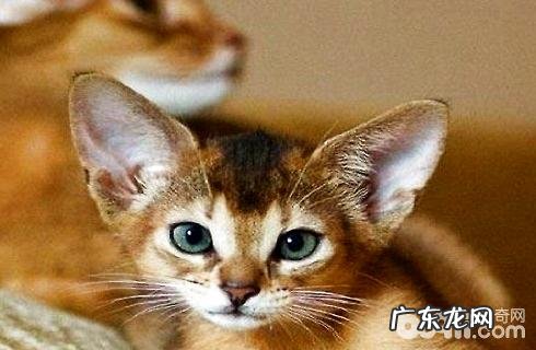 猫的寿数是多少年?怎么让猫活的更久?