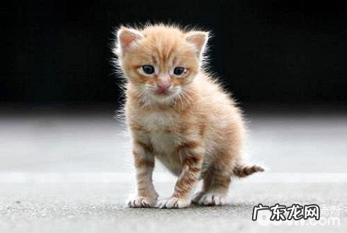 幼猫吃哪种猫粮好?幼猫喂食须知