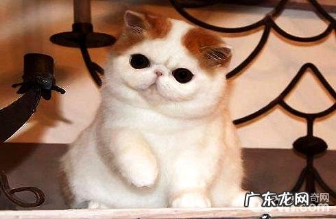 加菲猫有哪些长处及缺陷?加菲猫性情长处缺陷