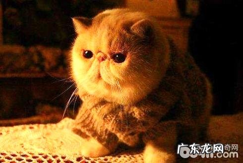 加菲猫有哪些长处及缺陷?加菲猫性情长处缺陷