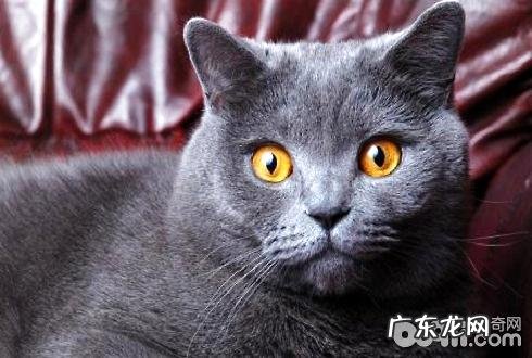 猫皮裘的效果及结构,猫皮裘介绍