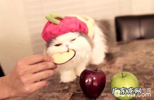 猫皮裘的效果及结构,猫皮裘介绍