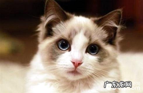 猫有什么习性？猫的习性介绍