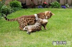 豹猫多少钱一只？豹猫价格盘点