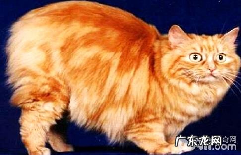 曼克斯猫好养吗?曼克斯猫特色