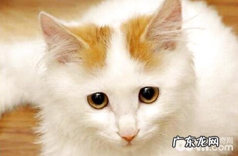 怎么区分土耳其梵猫?土耳其梵猫特色