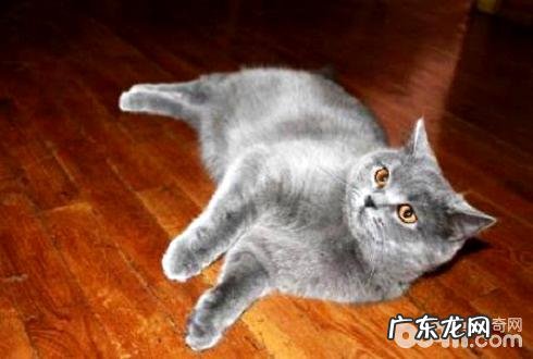 英短和美短哪个好?英短美短差异