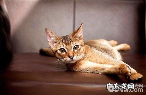 纯种的阿比西尼亚猫多少钱？阿比西尼亚猫价格