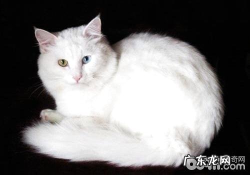 土耳其安哥拉猫多少钱？土耳其安哥拉猫价格