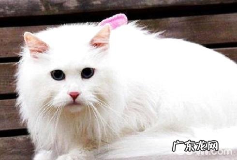 土耳其安哥拉猫多少钱？土耳其安哥拉猫价格