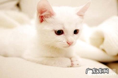 土耳其安哥拉猫多少钱？土耳其安哥拉猫价格