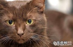 哈瓦那猫多少钱？哈瓦那猫价格多少？