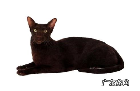 哈瓦那猫多少钱?哈瓦那猫价格多少?