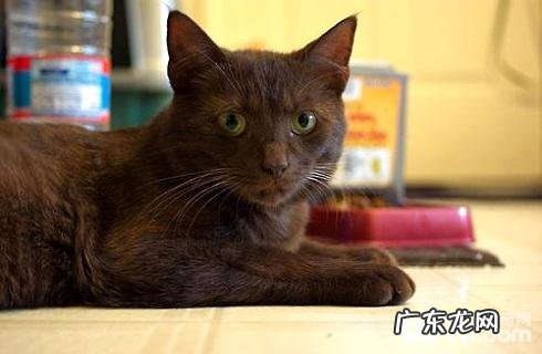 哈瓦那猫多少钱?哈瓦那猫价格多少?