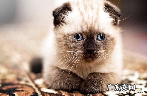 折耳猫的介绍,会简单患病吗?