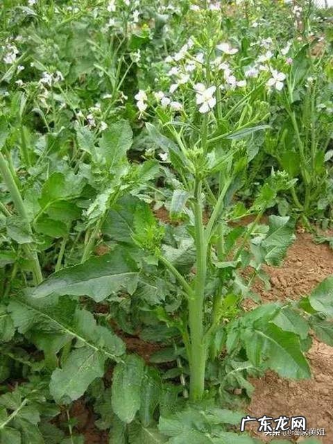 莱菔子可散结吗?为什么?