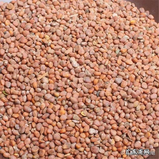 莱菔子可散结吗?为什么?