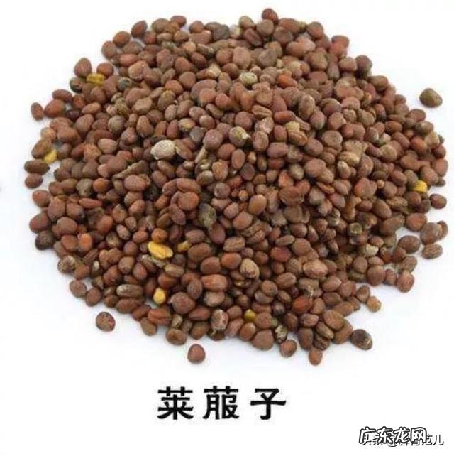 莱菔子可散结吗?为什么?