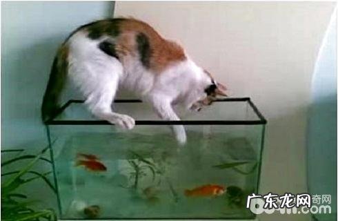 猫为什么喜爱吃鱼?给猫吃鱼需求留意什么