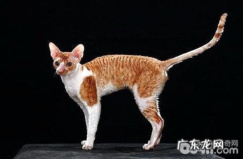 柯尼斯卷毛猫好养吗?养殖柯尼斯卷毛猫