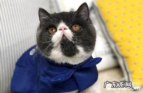 最受欢迎的宠物猫排行榜?