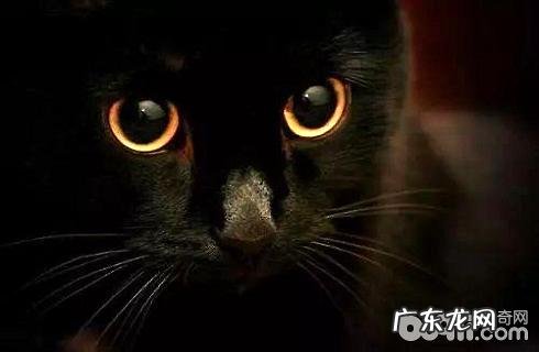 孟买猫多少钱一只?孟买猫价格