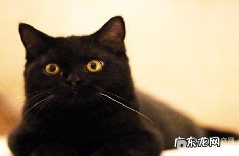 孟买猫多少钱一只?孟买猫价格